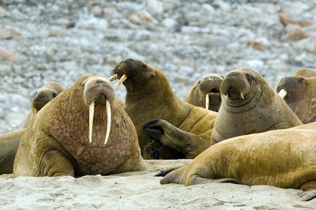 2507  Hvalros08.jpg - Walrus (Odobenus rosmarus) Hvalros, Spitsbergen Norway July 2008